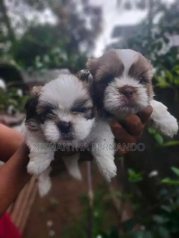 Shih Tzu Puppies