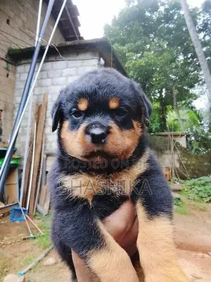 Rottweiler Female Puppies