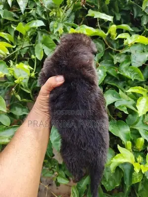 ජර්මන් ශෙපට්