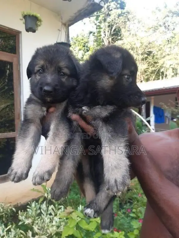 German Shepherd Puppy