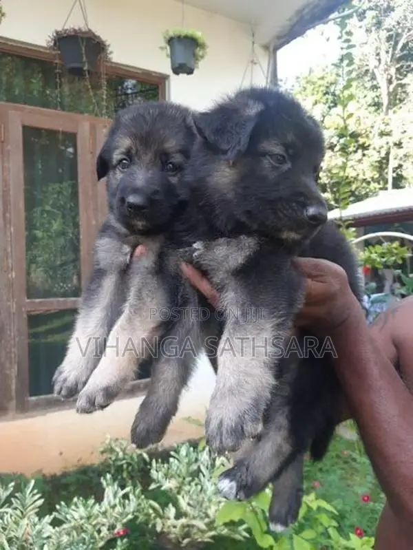 German Shepherd Puppy