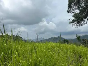 Lands for sale in Pussellawa