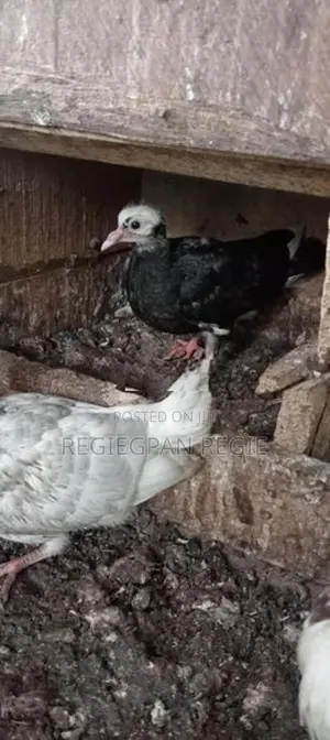 Pigeon