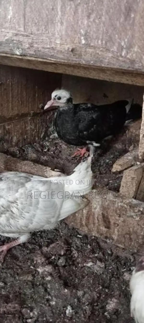 Pigeon