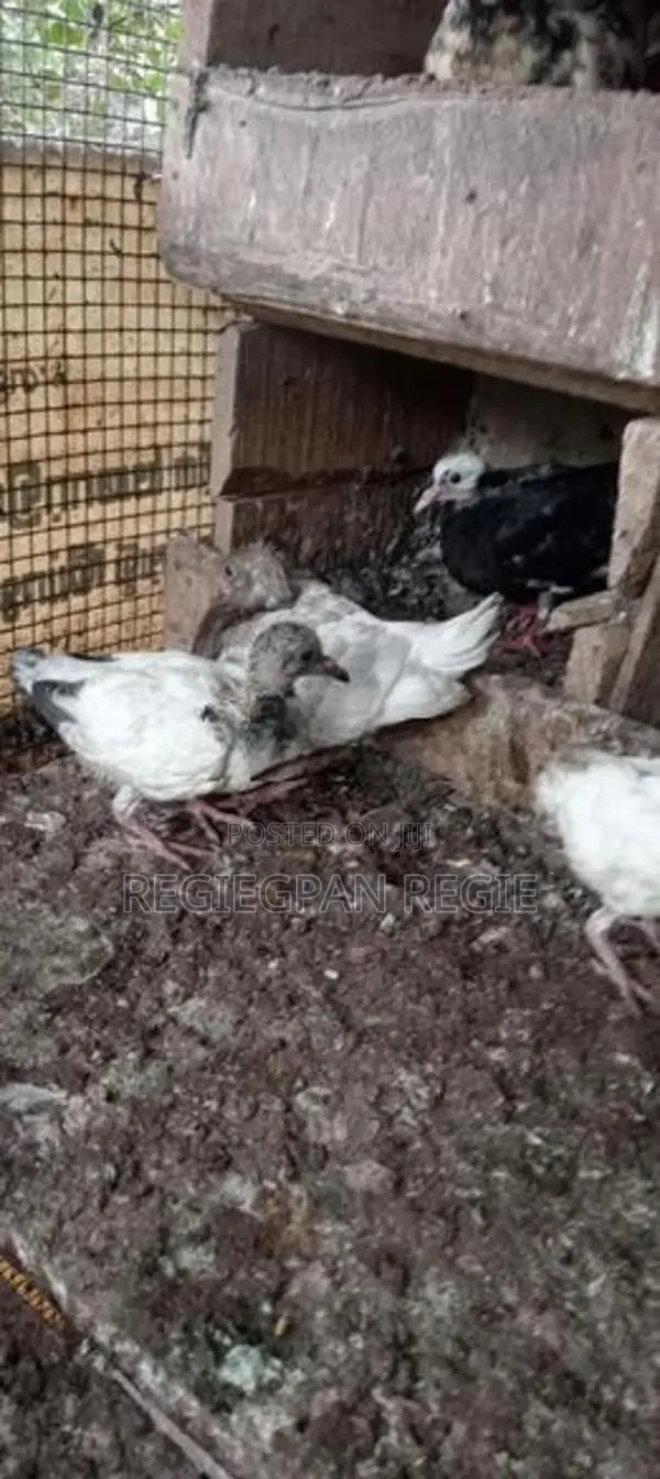 Pigeon