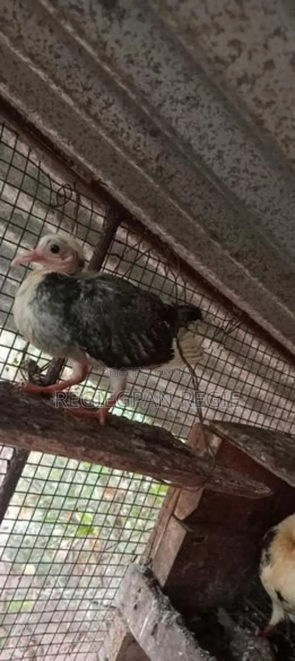 Pigeon