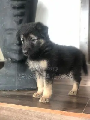 German Shepherd Puppy