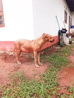 Ridgeback Dog