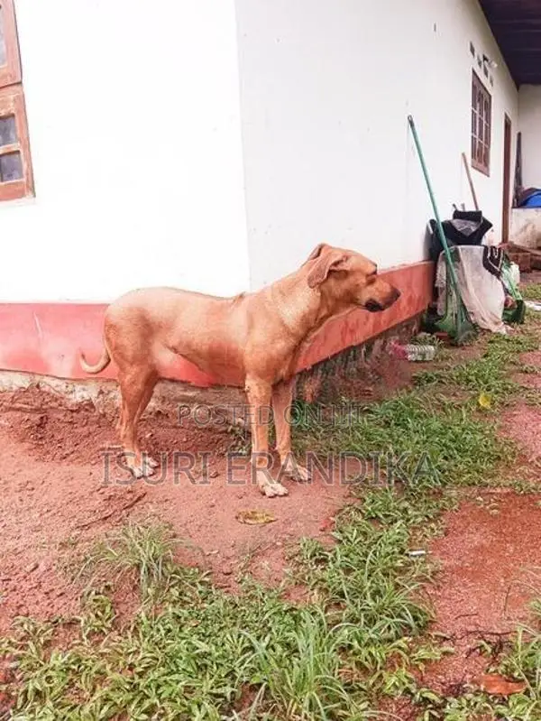 Ridgeback Dog