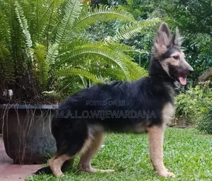 German Shepherd Puppies