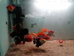 Oranda Goldfish