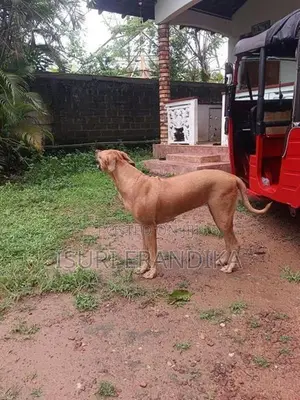 Ridgeback Dog