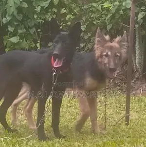 German Shepherd Puppies