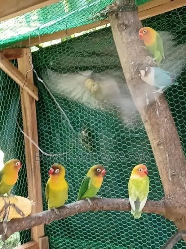 African Love Birds