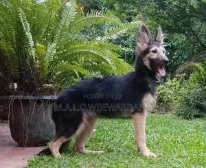German Shepherd Puppies