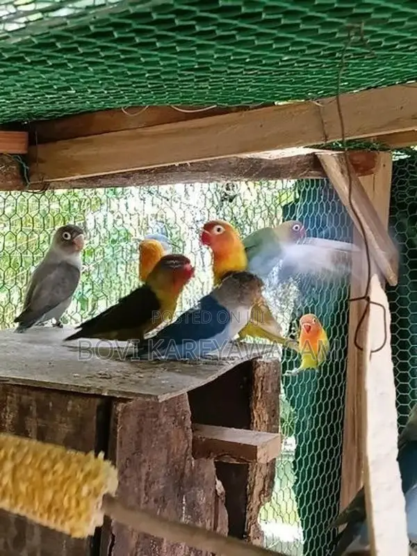 African Love Birds