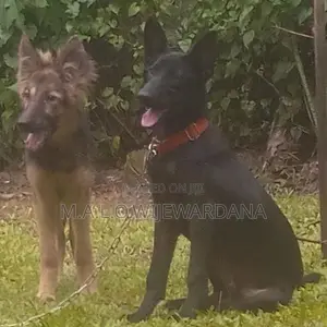 German Shepherd Puppies