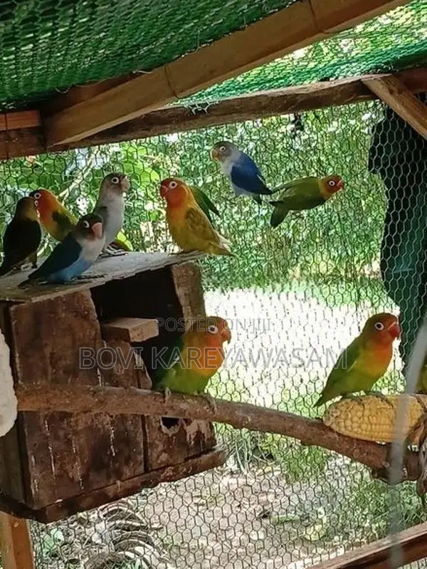 African Love Birds