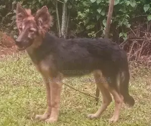 German Shepherd Puppies
