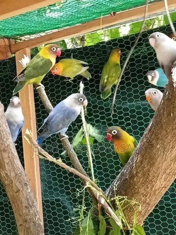 African Love Birds