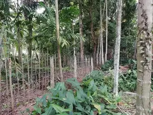Fresh kohila (Lasia spinosa)
