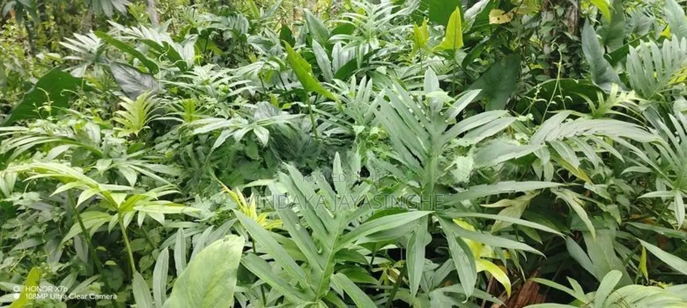 Fresh kohila (Lasia spinosa)