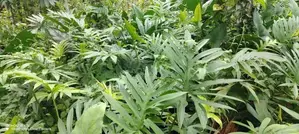Fresh kohila (Lasia spinosa)