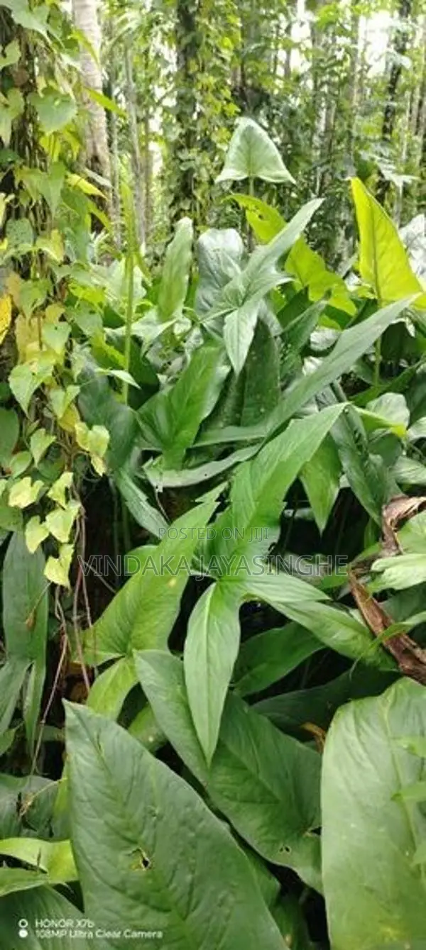 Fresh kohila (Lasia spinosa)