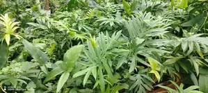 Fresh kohila (Lasia spinosa)