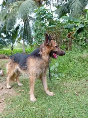 German Shepherd Long Coat Puppy