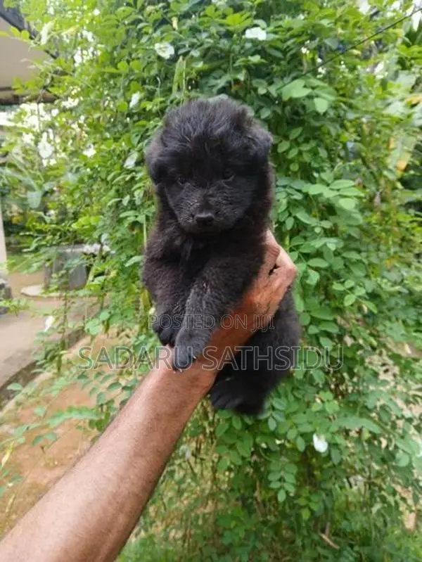 German Shepherd Long Coat Puppy