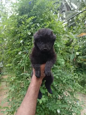 German Shepherd Long Coat Puppy