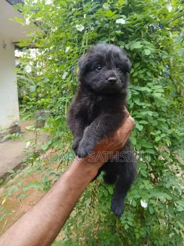 German Shepherd Long Coat Puppy