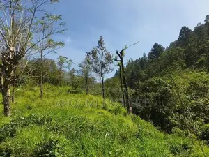 land in haputhale idalgashinna