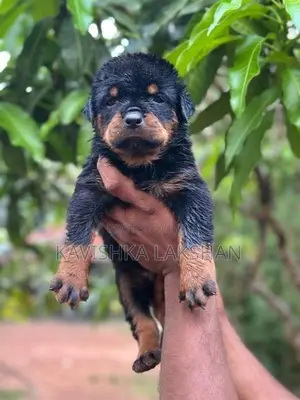 Rottweiler Puppy