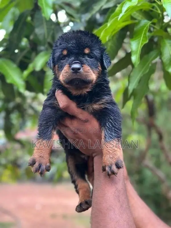 Rottweiler Puppy