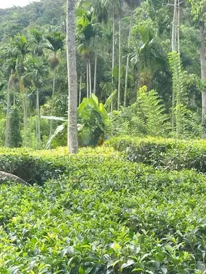 Land Sale in Deniyaya