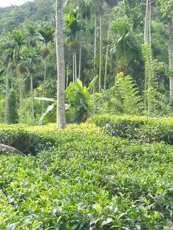 Land Sale in Deniyaya