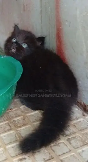 Persian Cat