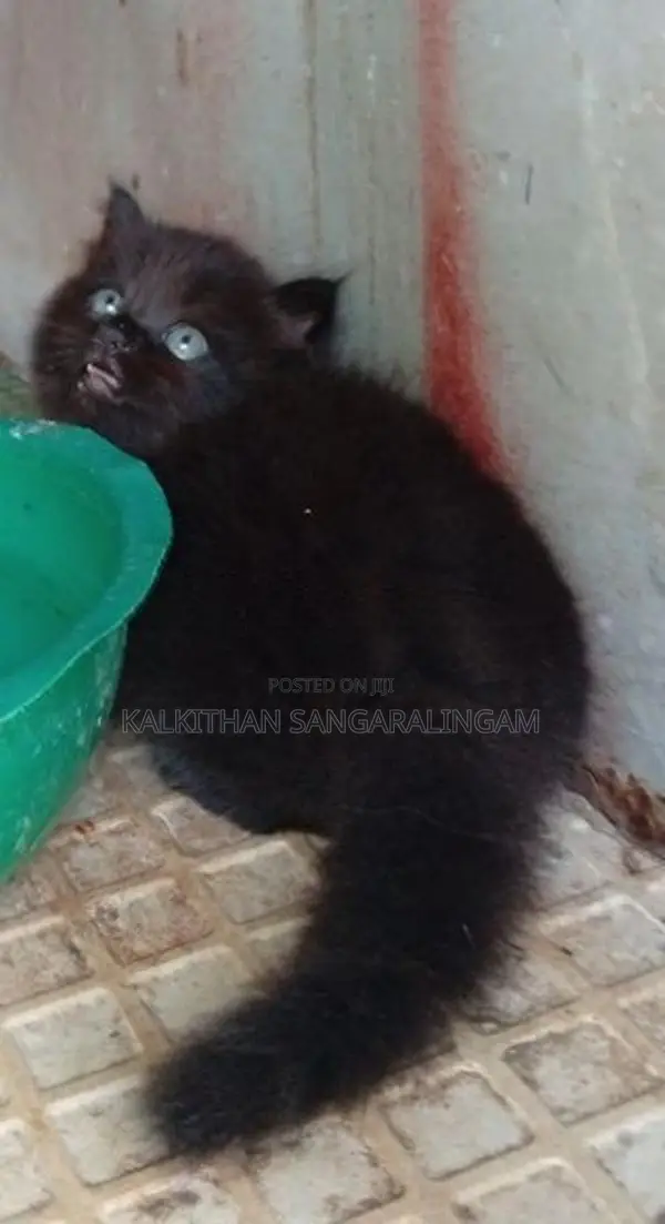 Persian Cat