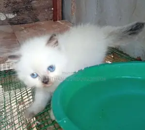 Persian Cat