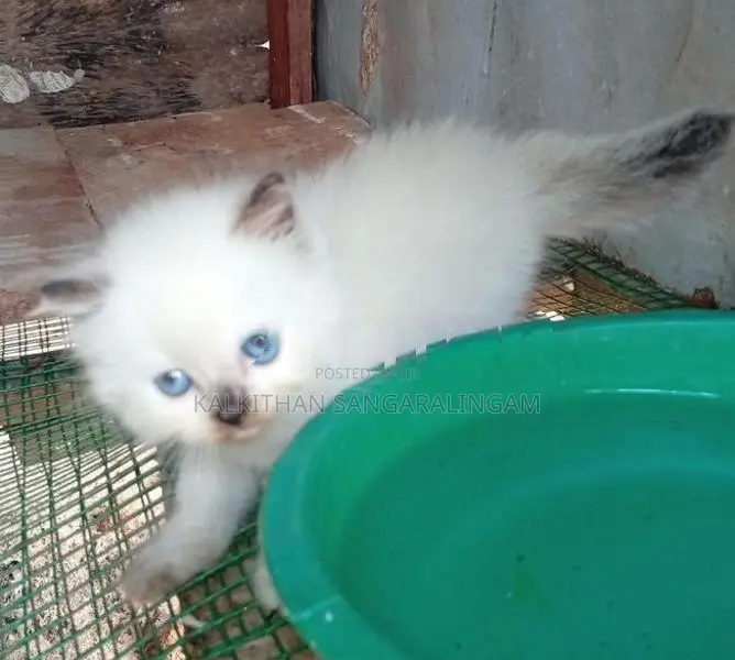 Persian Cat