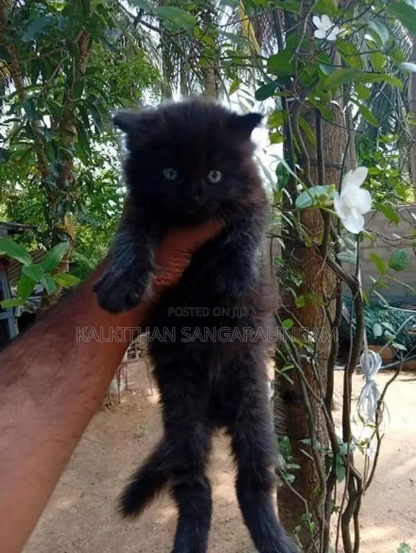 Persian Cat