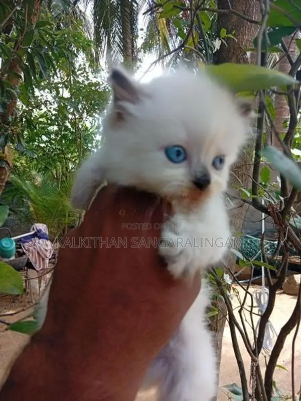 Persian Cat