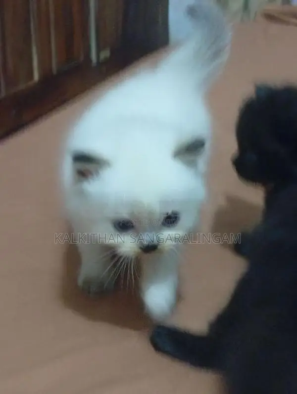 Persian Cat