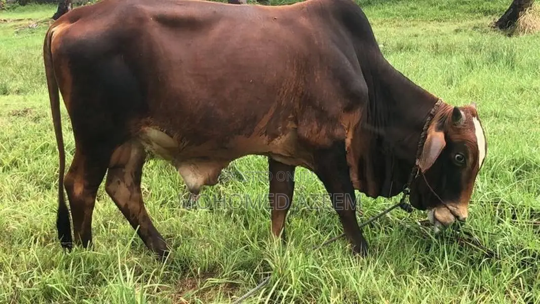 Farm Cow