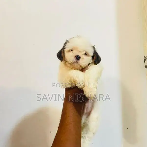 Shih Tzu Puppy