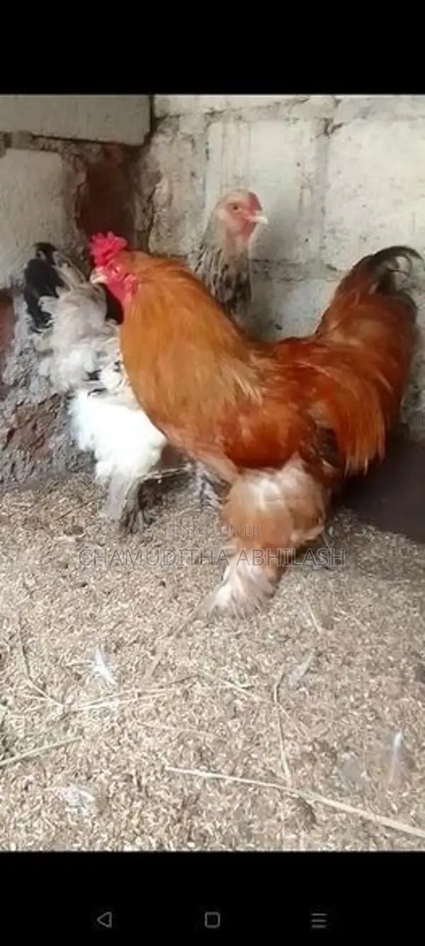බ්‍රාම ජෝඩුවක්