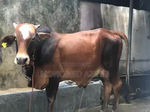Farm Cow