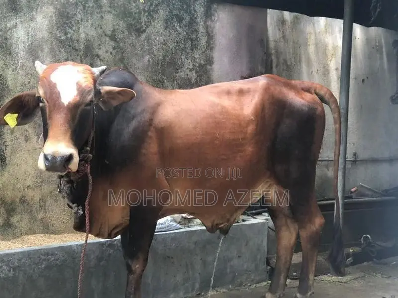 Farm Cow